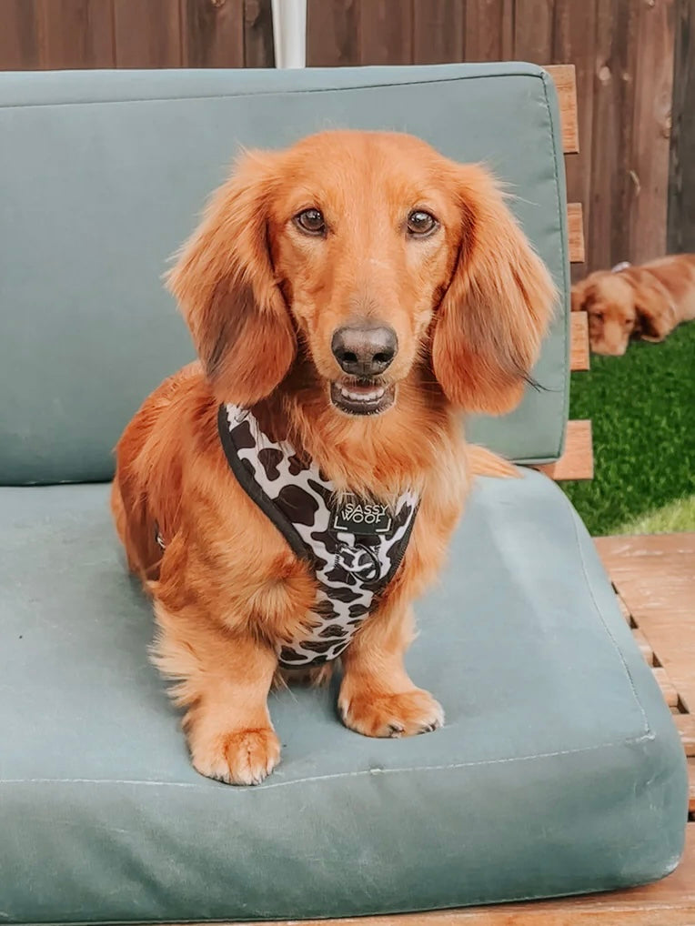 DOG ADJUSTABLE HARNESS - WHOLE MILK