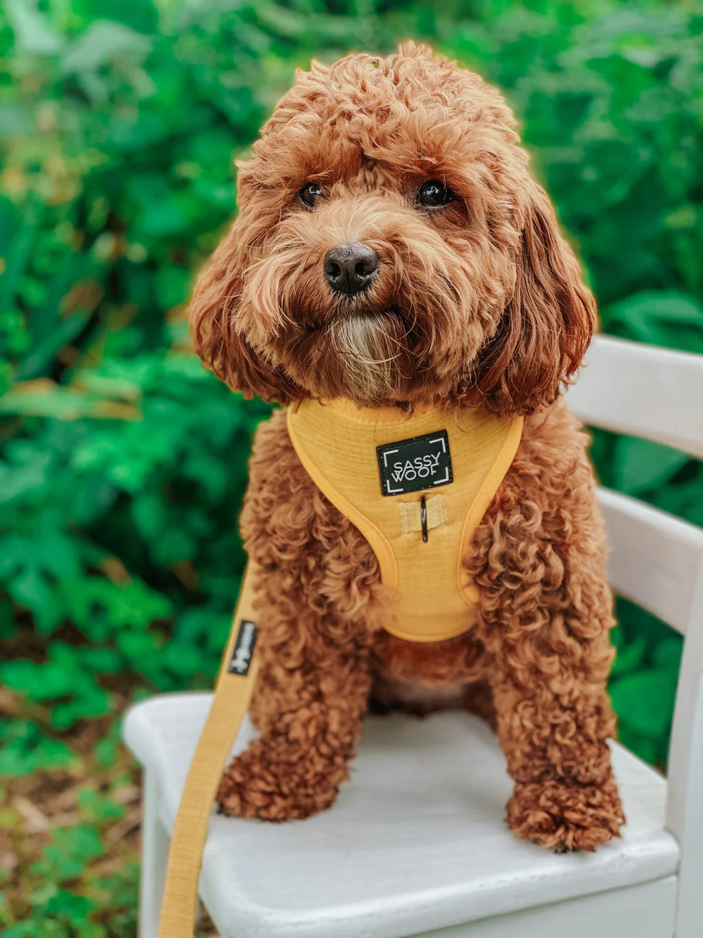 DOG HARNESS AND LEASH TWO PIECE BUNDLE - SUNFLOWER FIELDS 🌻