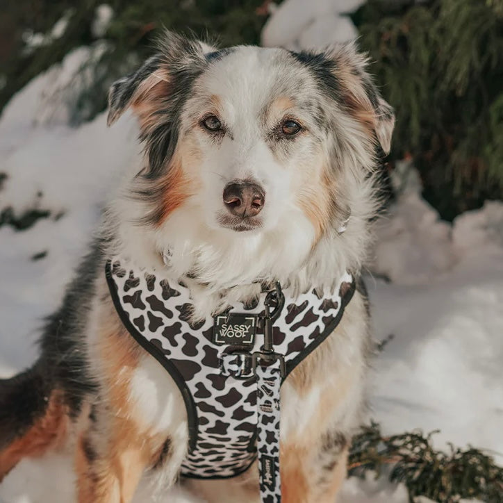 DOG ADJUSTABLE HARNESS - WHOLE MILK