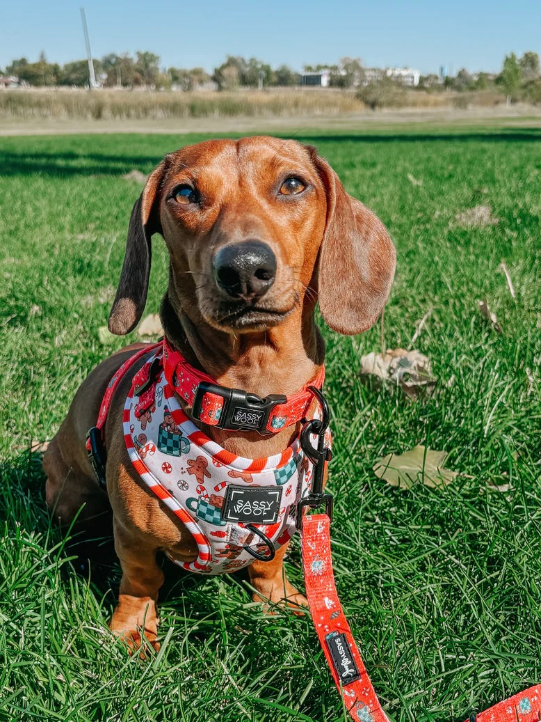 DOG ADJUSTABLE HARNESS - HOT COCOA CLUB