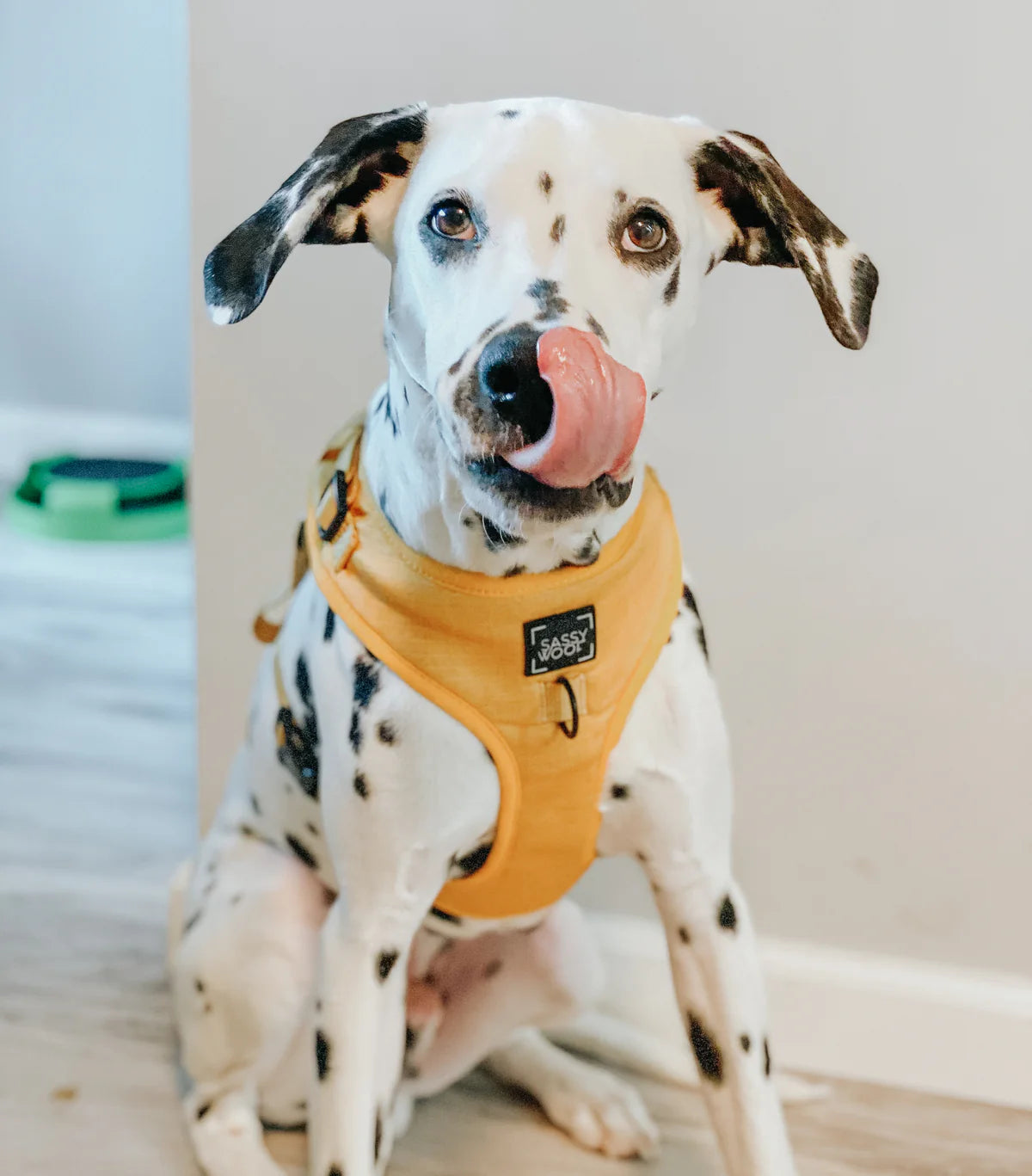 DOG HARNESS AND LEASH TWO PIECE BUNDLE - SUNFLOWER FIELDS 🌻