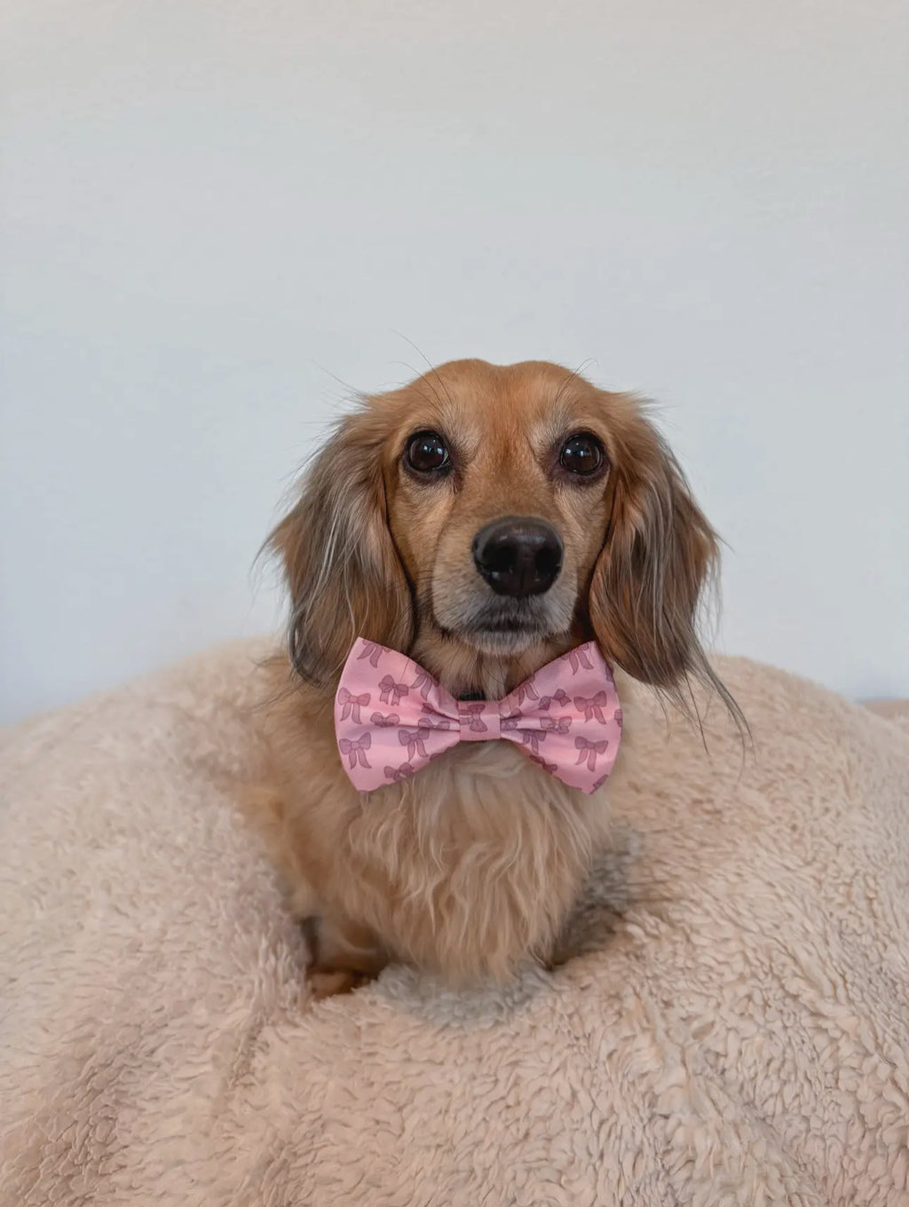 DOG BOW - PINK BOWS