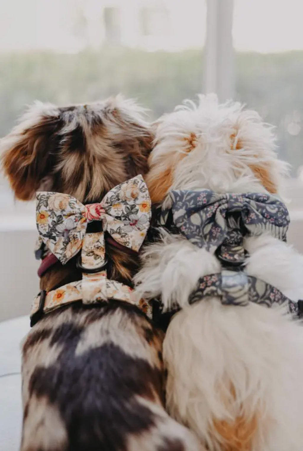DOG BOW - FLOWER FIELDS