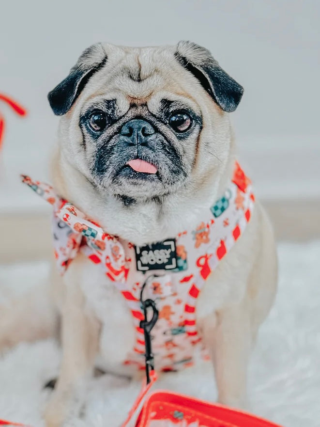 DOG ADJUSTABLE HARNESS - HOT COCOA CLUB