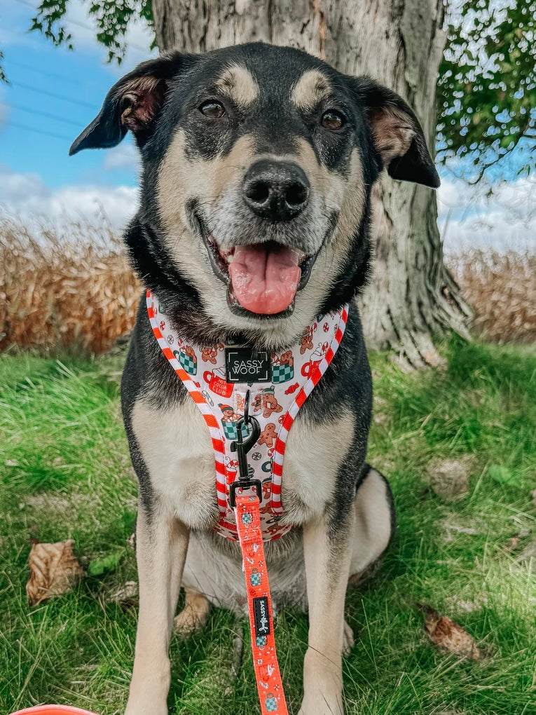 DOG ADJUSTABLE HARNESS - HOT COCOA CLUB