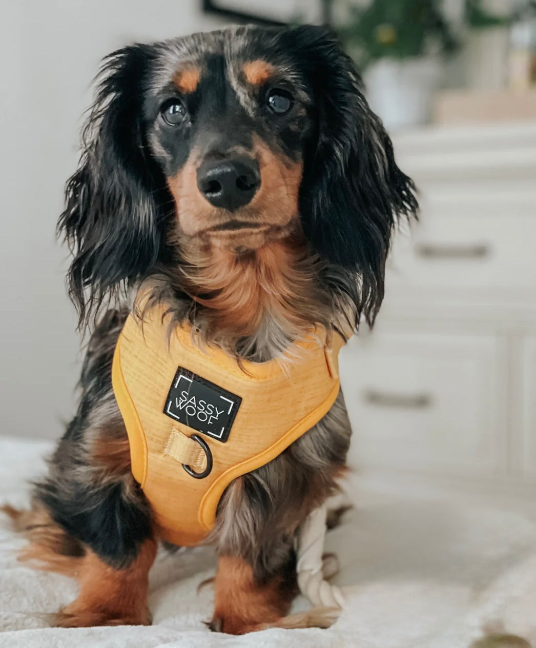 DOG HARNESS AND LEASH TWO PIECE BUNDLE - SUNFLOWER FIELDS 🌻