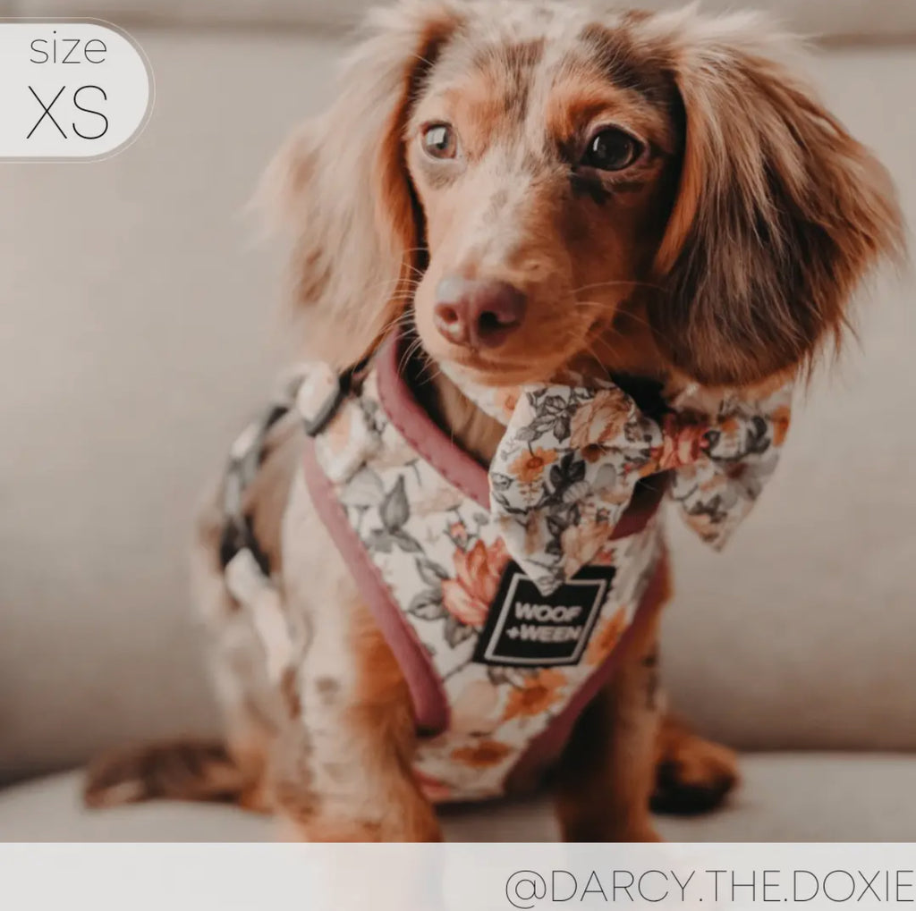 DOG BOW - FLOWER FIELDS