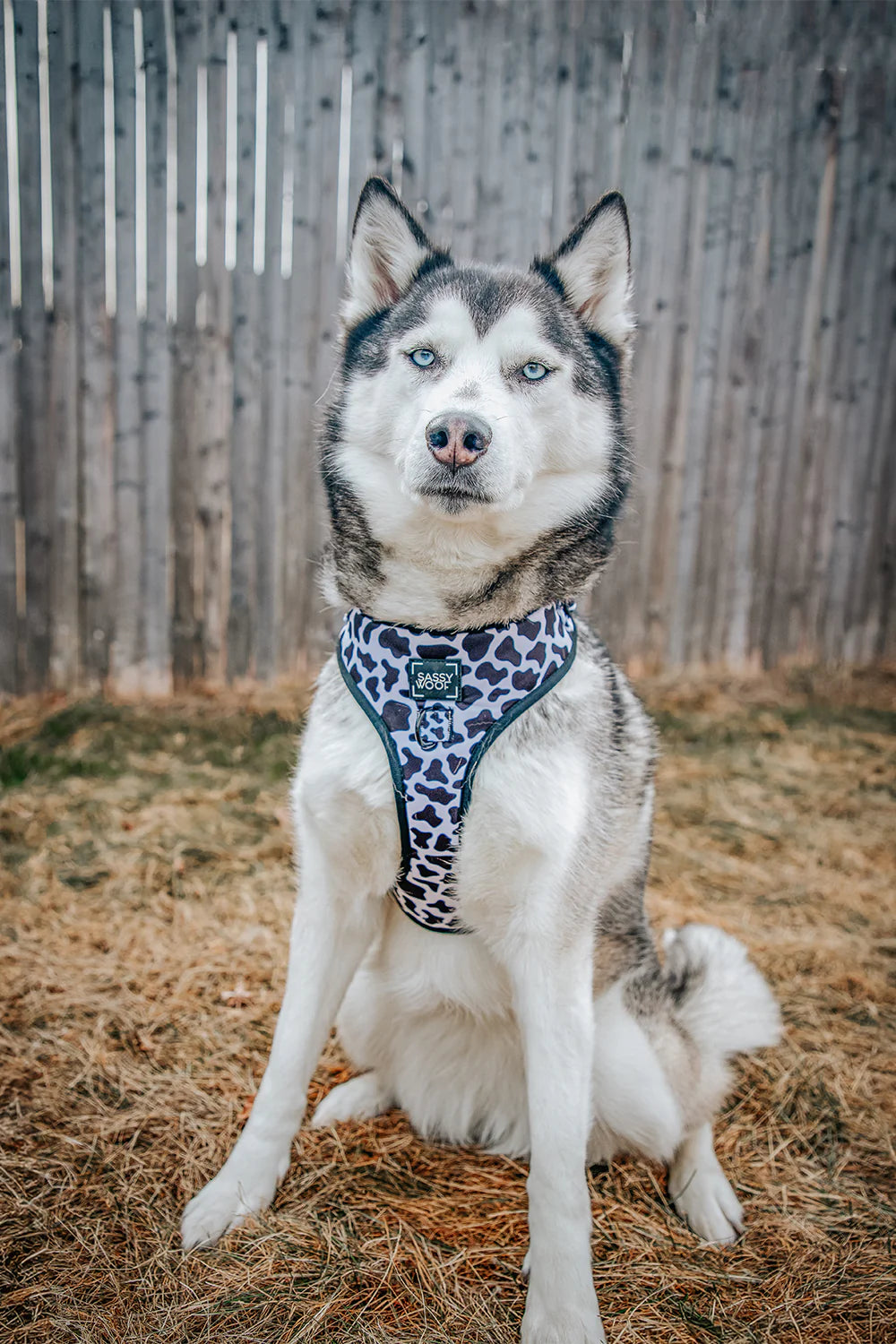 DOG ADJUSTABLE HARNESS - WHOLE MILK