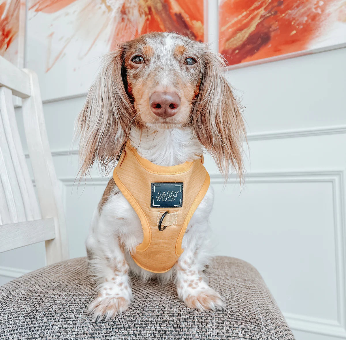 DOG HARNESS AND LEASH TWO PIECE BUNDLE - SUNFLOWER FIELDS 🌻