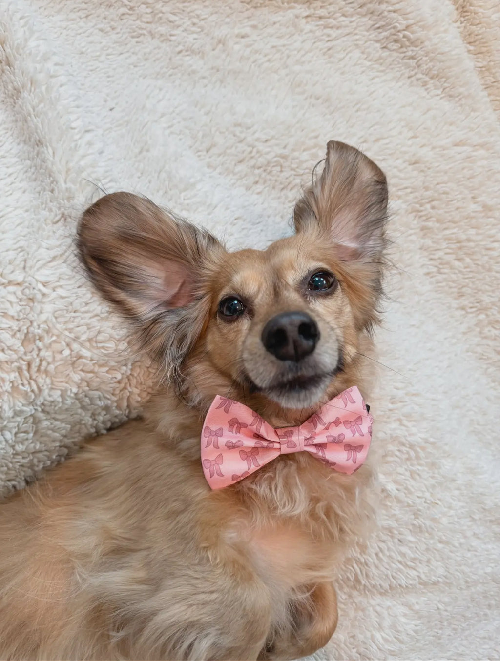 DOG BOW - PINK BOWS