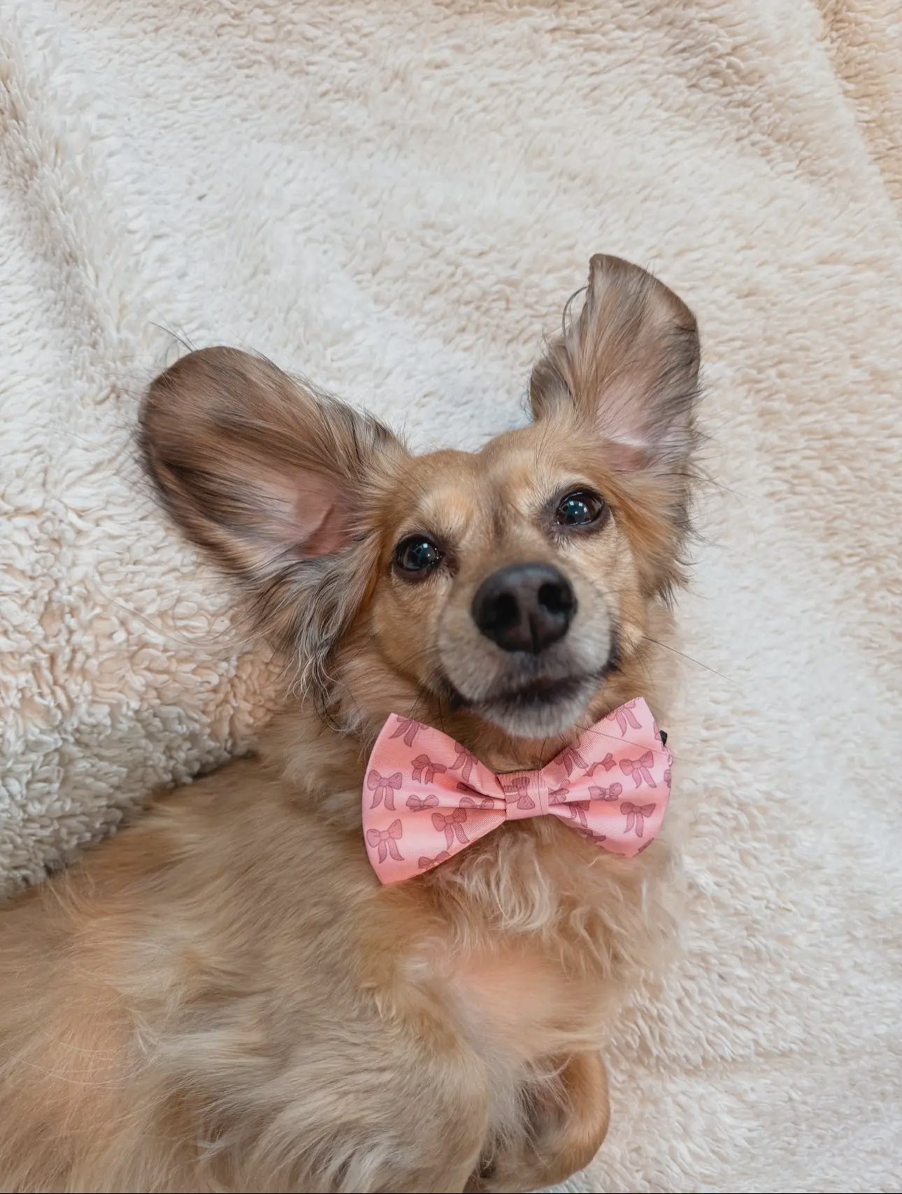 DOG BOW - PINK BOWS